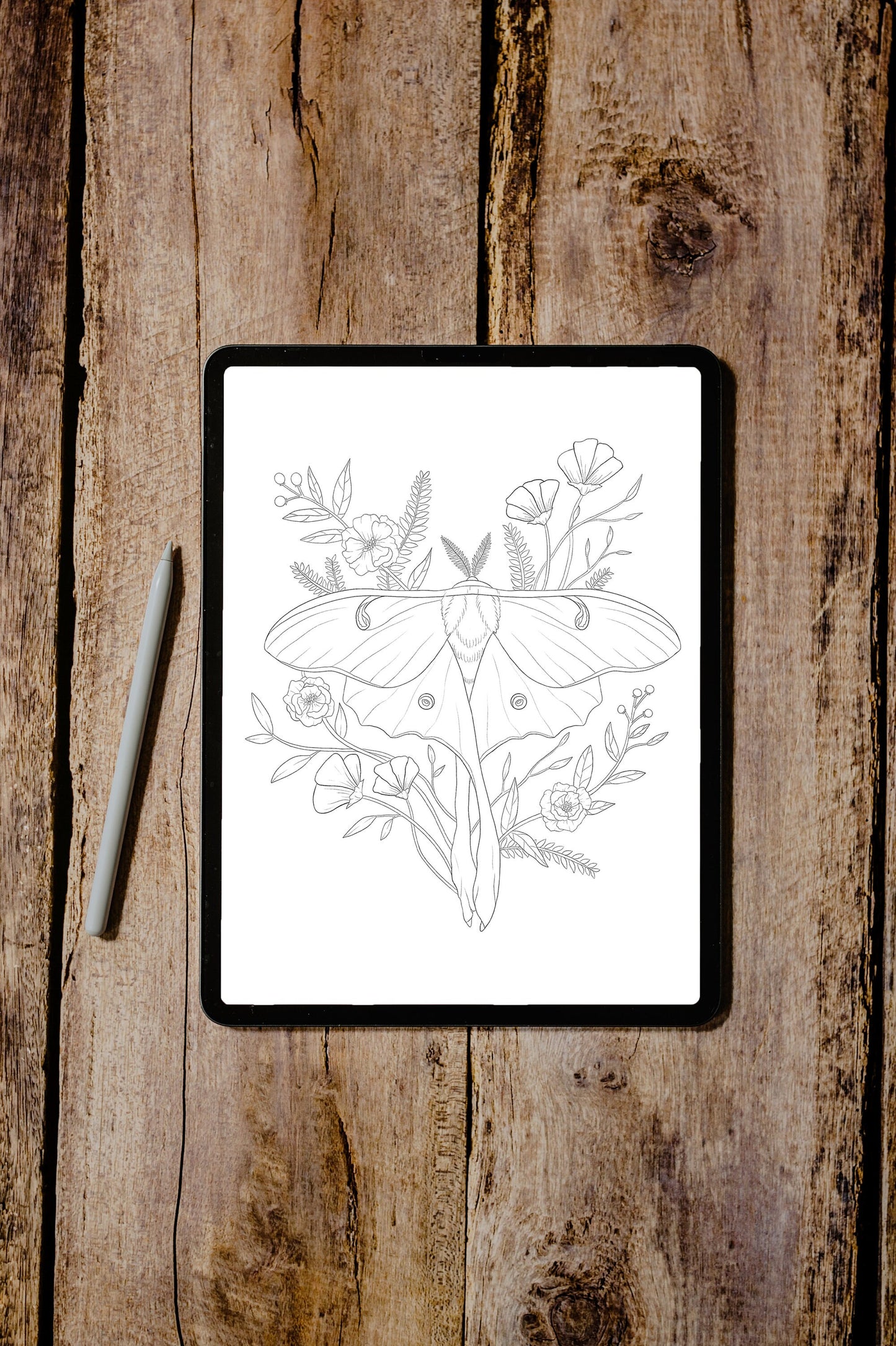 Luna Moth Coloring Page - Digital Download